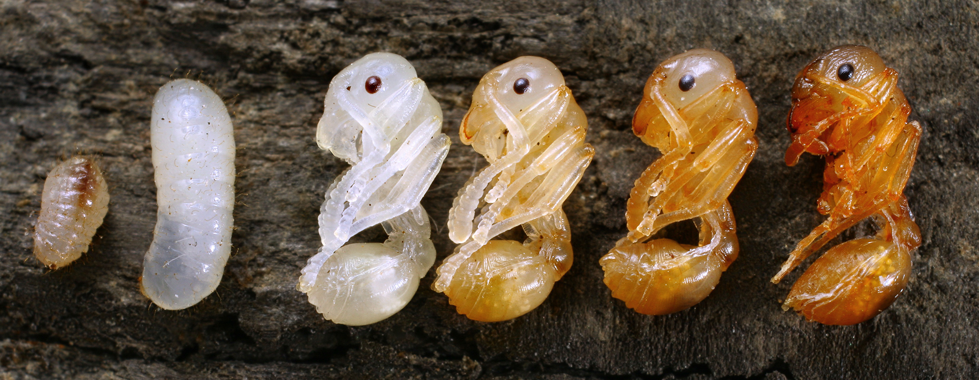 Die verschiedene Stadien - vom Ei bis zum Schlüpfen